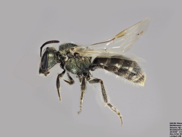 [Lasioglossum macroprosopum female thumbnail]